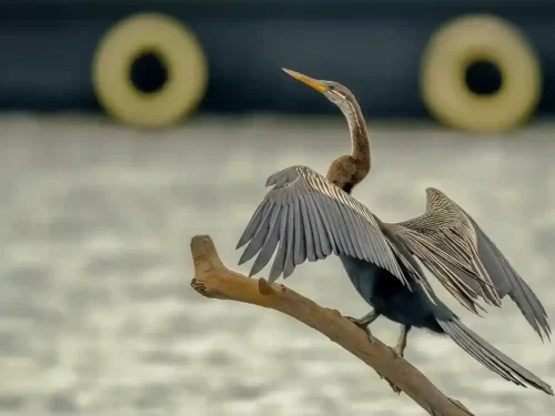 Birdwatching Ranthambore An Oriental Darter bird perched on a branch with wings spread at Ranthambore National Park.