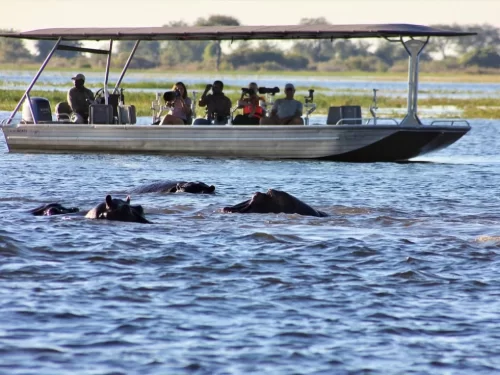 Boat safari tourists photographing wild hippos from a covered motorboat while cruising through a scenic river during a wildlife boat safari experience.