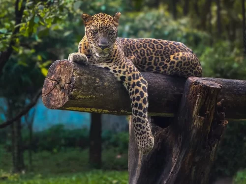 Bondla Wildlife Sanctuary Goa leopard resting on tree trunk inside lush forest reserve