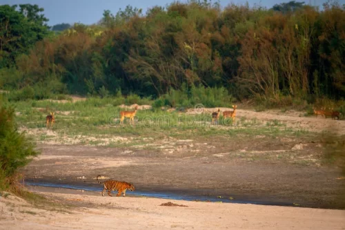 Burapahar Range Kaziranga National Park Assam with tiger and deer in forest river landscape 
