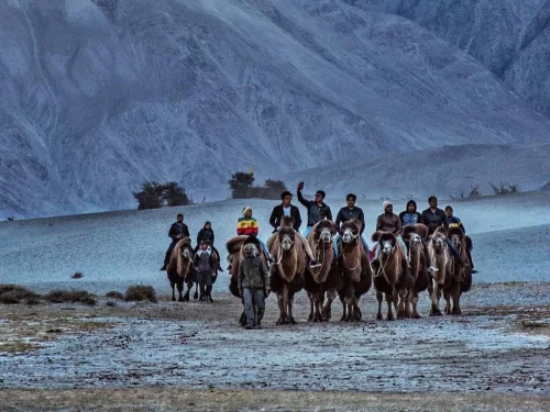 A group of tourists enjoying a camel ride in Leh, riding Bactrian camels across a sandy, high-altitude desert landscape with rugged mountains in the background.
