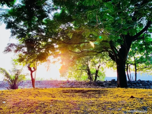 Campal Gardens Panaji Goa scenic park with lush trees, sunset view and landscaped lawns near Mandovi River