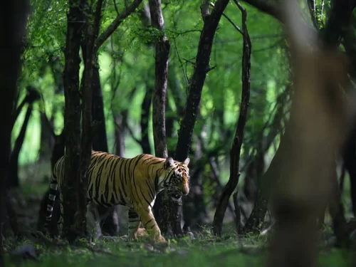 Chinnar Wildlife Sanctuary Kerala with Bengal tiger in dry deciduous forest, Western Ghats wildlife reserve
