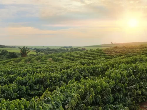 Coffee plantation in Coorg during sunset, featuring rolling green hills, rows of plants, palms, golden light, perfect romantic experience Karnataka tour packages.