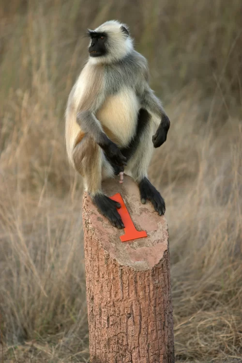 Kanha National Park langur monkey in grassland wildlife habitat in Madhya Pradesh tour packages