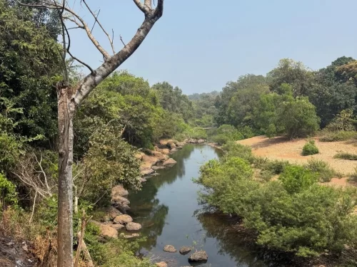 Cotigao Wildlife Sanctuary Goa dense forest reserve with river stream and lush greenery in South Goa