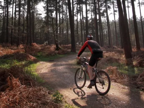 Cycling Trails adventure with a mountain biker riding through a scenic forest path surrounded by tall trees and golden foliage.