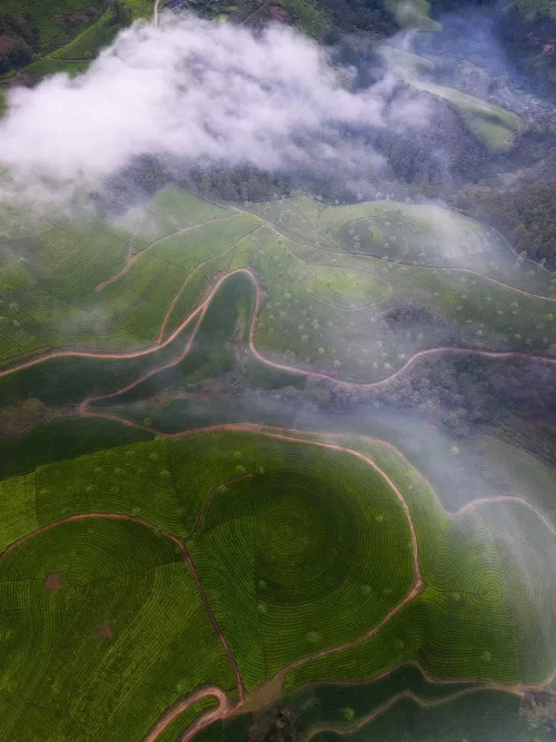 Aerial landscape of Munnar’s rolling tea gardens in Kerala, featuring winding dirt paths, circular plantation patterns, and drifting clouds casting mist over the vibrant green hills.