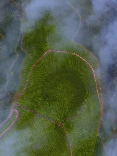 Aerial view of lush green tea plantations in Munnar, Kerala, with circular planting patterns and winding paths partially covered by soft morning mist.