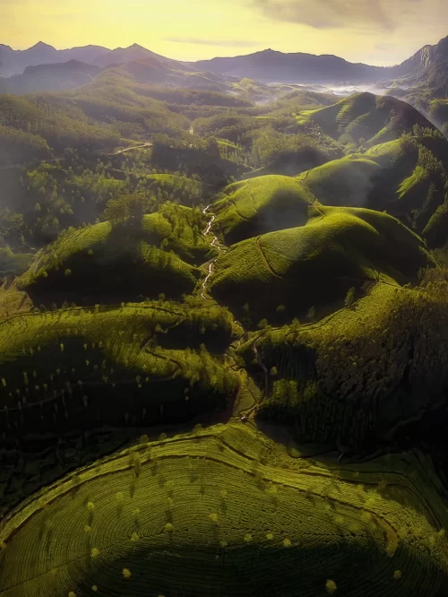 Rolling tea gardens in Munnar Kerala at sunrise, featuring misty hills and winding trails, perfect nature escape Kerala tour package
