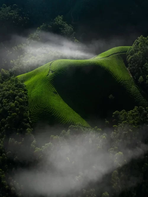 Lush green tea-covered hills of Munnar, Kerala, partially wrapped in drifting mist and surrounded by dense forest, creating a serene and dramatic landscape.