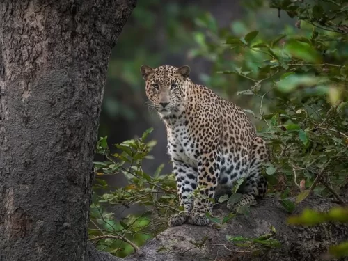 Dudhwa National Park leopard in dense forest habitat, wildlife safari destination in Uttar Pradesh