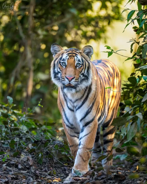 Royal Bengal tiger walking through dense forest in Dudhwa National Park Uttar Pradesh showcasing thrilling wildlife safari in Uttar Pradesh tour packages