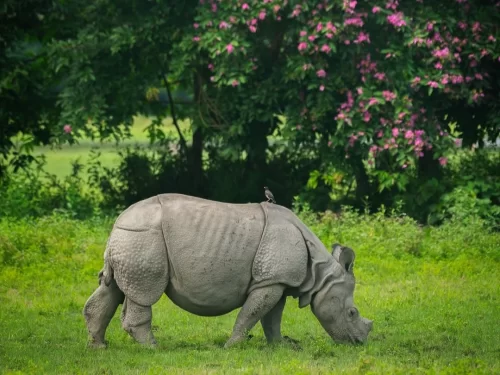 Eastern Agaratoli Range Kaziranga National Park Assam with one horned rhinoceros grazing in grassland 