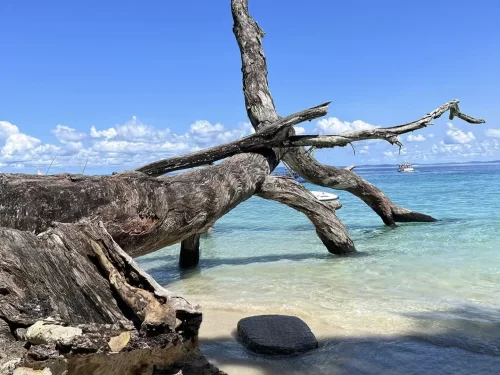 Dramatic driftwood arch turquoise lagoon distant boats Elephanta Beach Havelock Island Andaman during bright sunny partly cloudy day, perfect artistic natural frame tropical beach Andaman tour package.