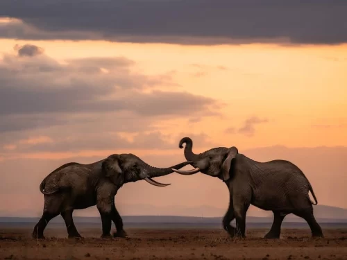 Elephant Camp in Kerala, wildlife experience with elephants in natural forest setting at sunset.
