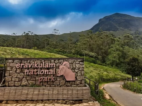 Eravikulam National Park in Munnar, scenic Western Ghats wildlife sanctuary and Nilgiri Tahr habitat.