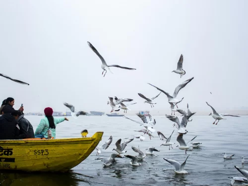 Tourists feeding seagulls on boat at Ganges River Varanasi during misty morning, featuring birds river views, perfect adventure Uttar Pradesh tour package.