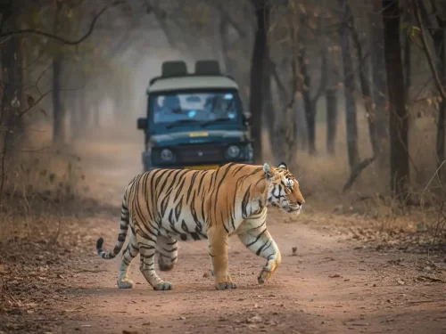Sasan Gir National Park wildlife safari with Asiatic lion habitat in Gujarat tour packages