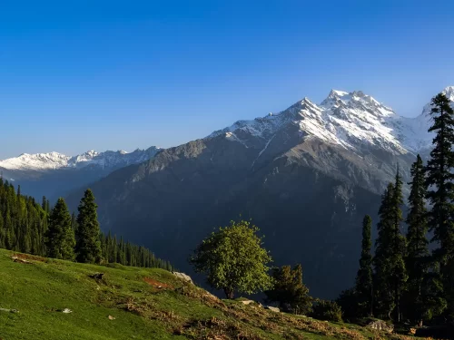 Green Valley in Kufri featuring lush green slopes, tall pine trees, and snow-capped Himalayan peaks under a clear blue sky.