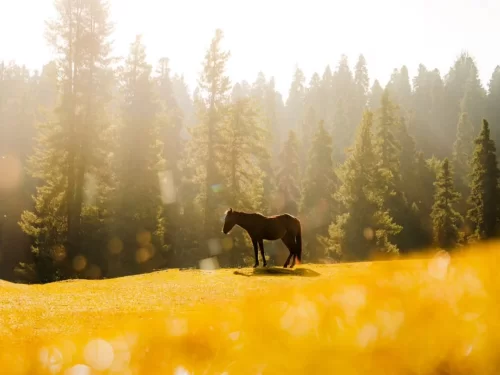 Horse grazing at Gulmarg during golden hour sunset, featuring tall pine trees and meadows, perfect romantic Srinagar tour package.