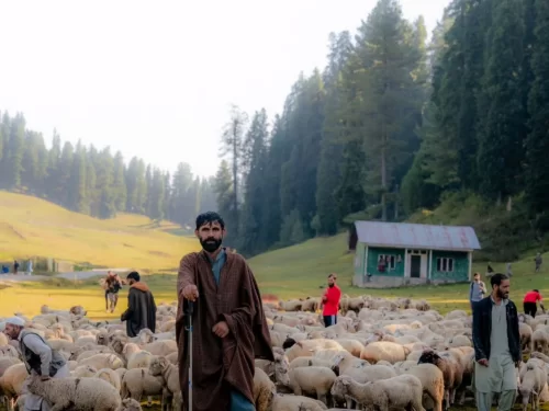 Shepherds with large sheep flock at Gulmarg during golden hour, featuring green-roofed hut and pine hills, perfect adventure Srinagar tour package.