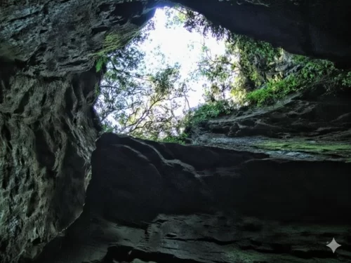 Guna Cave in Kodaikanal featuring deep vertical rock crevices and twisted tree roots amidst misty pine forest greenery.