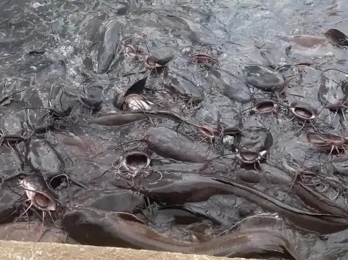 Hamer Pal Lake, scenic freshwater lake in Arunachal Pradesh known for fish habitat and natural surroundings.