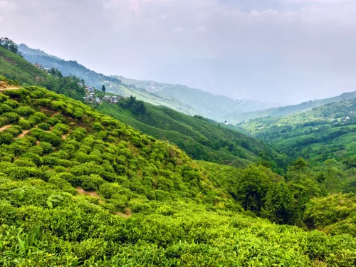 Happy Valley Tea Estate in Darjeeling during misty daytime, featuring rolling green tea gardens and mountain valley, perfect scenic Sikkim tour package