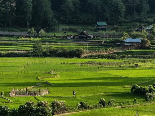 Hari Village lush green paddy fields and traditional wooden houses set amidst scenic hills in Arunachal Pradesh Package.