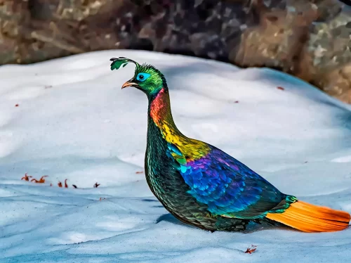 Colorful Himalayan monal pheasant at Himalayan Bird Park featuring vibrant blue, green, and orange plumage against a snowy background.