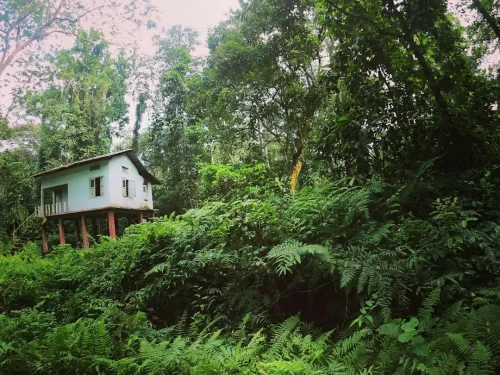 Stilt house at Hoollongapar Gibbon Wildlife Sanctuary near Kaziranga during overcast day, featuring dense forest ferns and trees, perfect adventure experience Assam tour package.