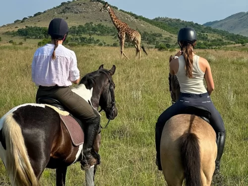 Horse Safari experience with two riders on horseback watching a giraffe in open grassland with hills in the background.