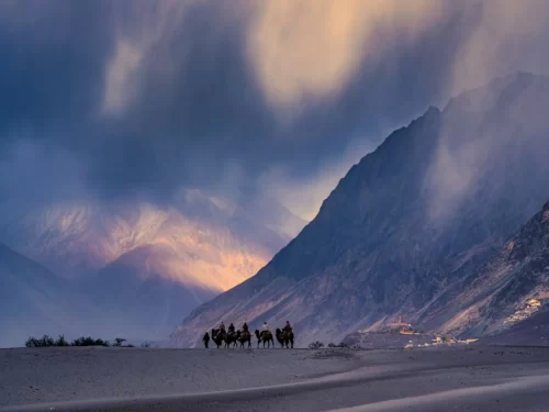 Camel safari on Hunder sand dunes Nubra Valley Ladakh during dramatic golden hour sunset, Bactrian camels silhouetted against snow-capped Karakoram mountains, perfect adventure desert Ladakh tour package.