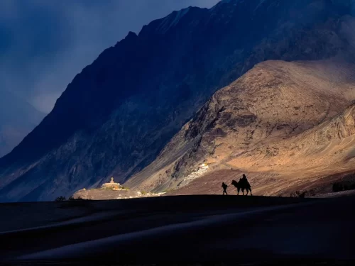 Silhouette of tourist riding Bactrian camel on Hunder sand dunes Nubra Valley Ladakh at dramatic sunset, Diskit Monastery visible, snow-capped Karakoram mountains, perfect adventure desert Ladakh tour package.
