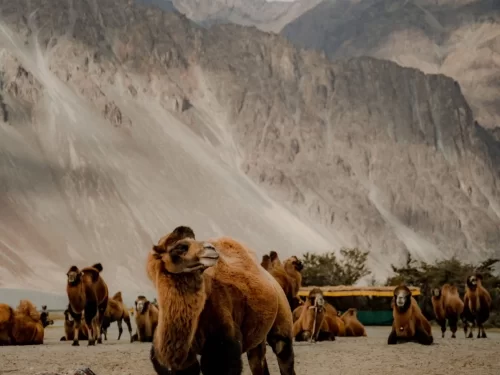 Bactrian camels at Hunder sand dunes Nubra Valley Ladakh with snow-capped Karakoram mountains backdrop, tourist vehicles visible, perfect adventure desert Ladakh tour package.