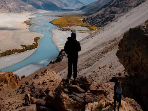 Shyok River Nubra Valley Ladakh turquoise waters winding through dramatic Himalayan gorge, adventurer with dog overlooking from rocky outcrop, autumn yellow vegetation, perfect adventure Ladakh tour package.