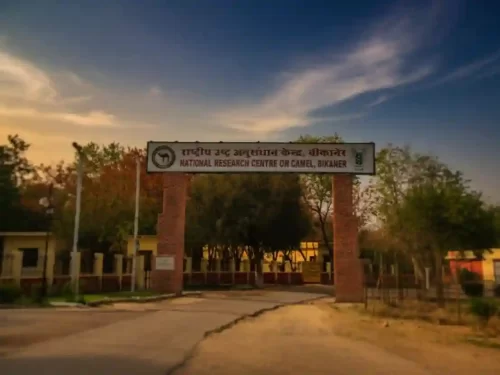 ICAR-National Research Centre on Camel specialized research facility and camel farm featuring various breeds and desert research exhibits in Bikaner Rajasthan.
