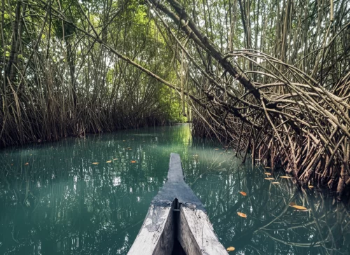 Boat ride through Mangrove Creeks at Baratang Island during lush daytime, featuring dense aerial roots, emerald waters, arched canopy tunnel, perfect eco-adventure experience with Andaman tour package.