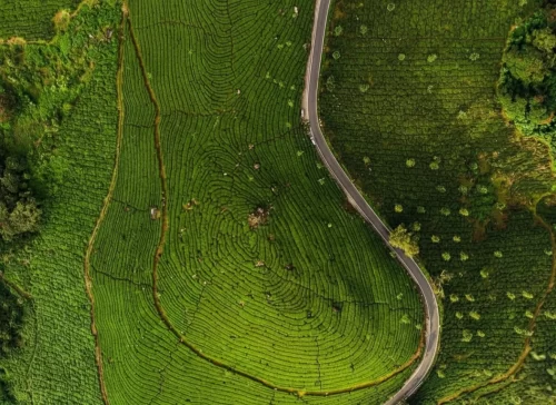 Winding road through Munnar tea gardens during misty morning, featuring lush green plantations and rolling hills, perfect scenic drive experience with Munnar tour package. 