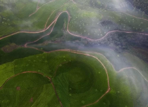 Aerial misty Munnar tea gardens during foggy morning, featuring rolling green plantations and curved paths, perfect serene experience with Munnar tour package.