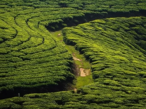 Curved path through Munnar tea gardens during golden hour, featuring lush green terraces and misty hills, perfect trekking experience with Munnar tour package. 