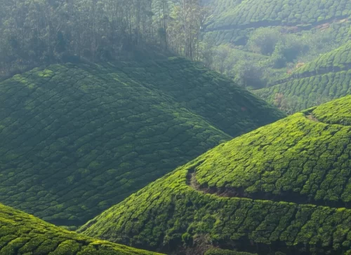 Rolling tea hills in Munnar during misty dawn, featuring terraced green plantations and tree lines, perfect nature experience with Munnar tour package. 