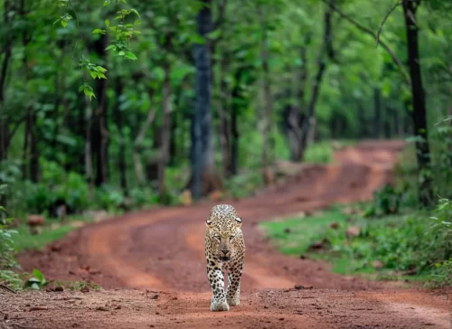 Leopard prowling forest trail at Periyar National Park Thekkady during lush monsoon, featuring tall trees red dirt path greenery, perfect wildlife Thekkady tour package.