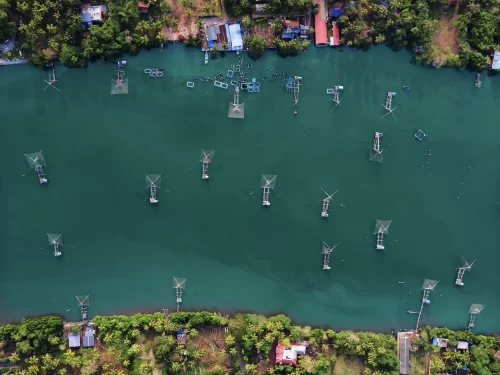Aerial view of Chinese fishing nets over Vembanad Lake at Fort Kochi Kerala during daylight, featuring multiple cheena vala, houseboats, coconut groves, perfect iconic Kochi tour package.