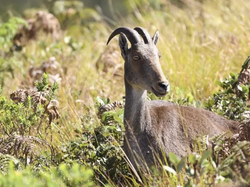 Close-up portrait of Nilgiri tahr with curved horns golden grass bushes rocky slopes Eravikulam National Park Munnar Kerala India during sunny day, perfect flagship species wildlife photography trekking experience with South India shola grassland national
