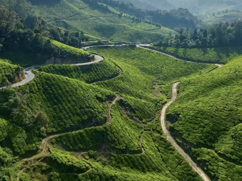 Aerial drone view of winding roads through lush green tea plantations rolling hills misty valleys near Echo Point Munnar Kerala during golden hour morning mist, perfect panoramic nature experience with Munnar tea estate tour package. 
