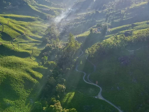 Drone aerial golden hour view of lush green tea plantations rolling hills mist trails winding roads near Echo Point Munnar Kerala, featuring sun rays through clouds trees bushes, perfect magical nature experience with Munnar sunrise tea estate tour packag