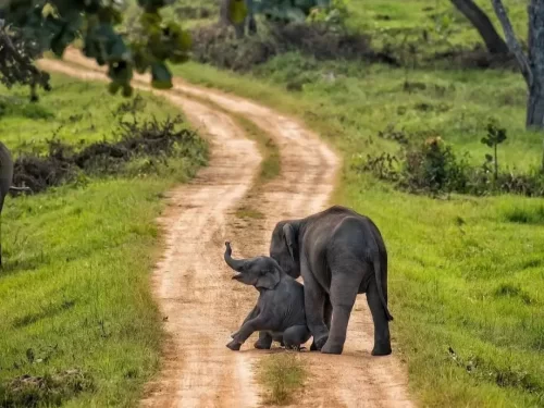 Mother elephant with calf at Bandipur National Park during sunny day, featuring dirt road green grasslands trees herd, perfect wildlife Karnataka tour package. 