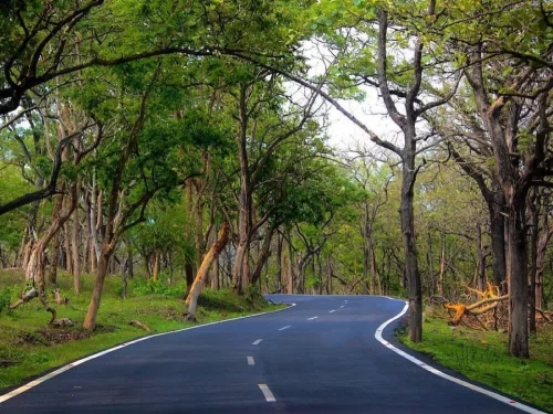 Winding road through forest at Bandipur National Park during sunny day, featuring green trees canopy grasslands curves, perfect wildlife Karnataka tour package. 